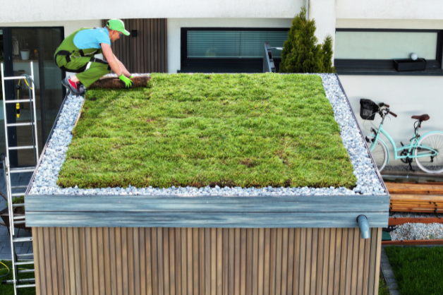 Für mehr Natur auf Osnabrücker Dächern: Förderprogramm Grün statt Grau geht in die nächste Runde